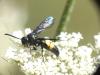 Scolia hirta hirta